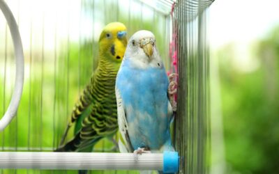Jak wybrać odpowiednią klatkę dla papugi falistej? – Poradnik dla początkujących właścicieli