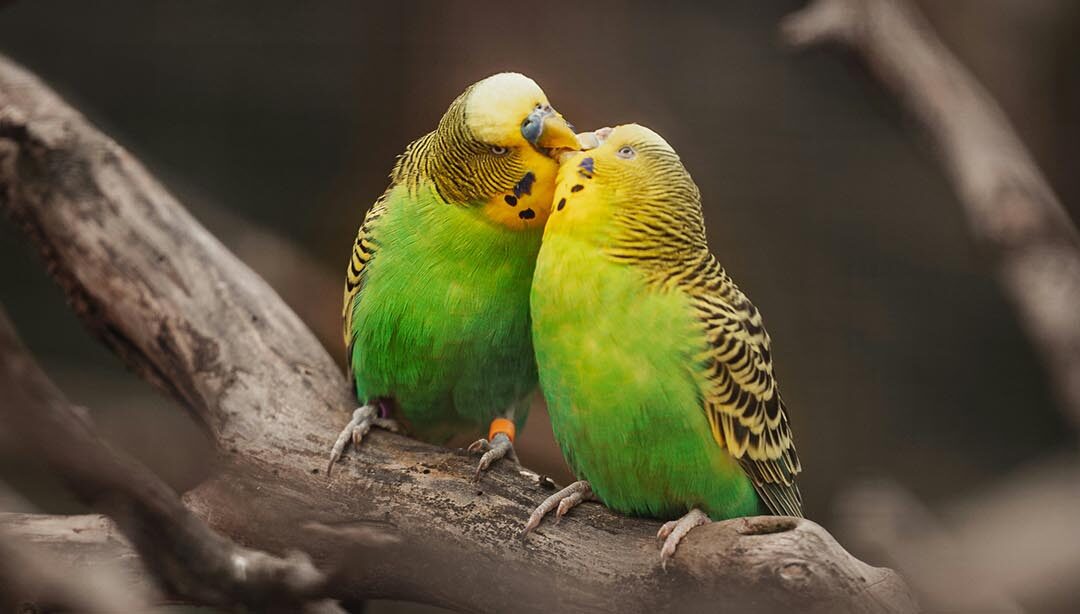 Klatka dla papugi – Jak wybrać idealną? Przewodnik dla początkujących.