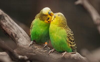 Klatka dla papugi – Jak wybrać idealną? Przewodnik dla początkujących.