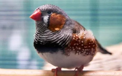 Jaka klatka dla Zeberek? Przyjazny przewodnik dla miłośników tych maluchów